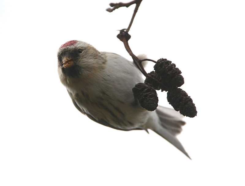 Coues's Arctic Redpoll