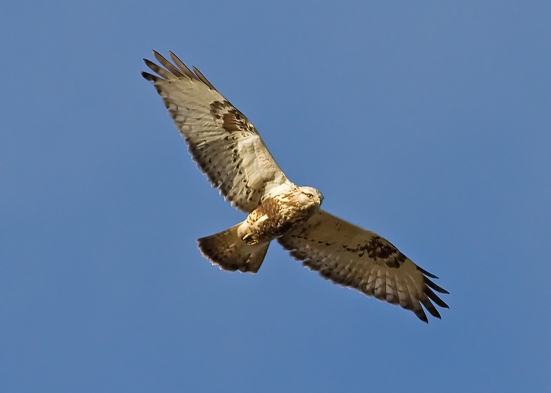Rough-legged Buzzard