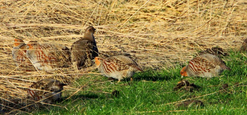 Grey Partridge