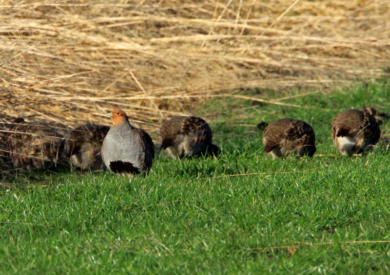 Grey Partridge