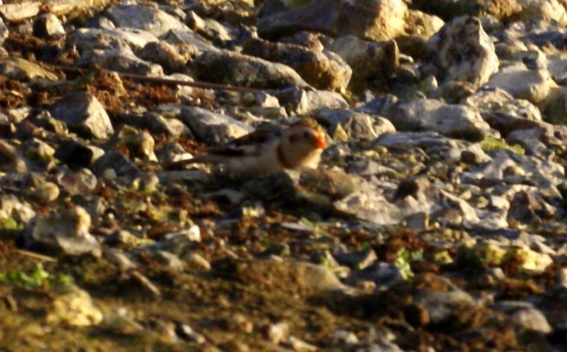 Snow Bunting