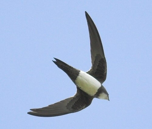 Alpine Swift