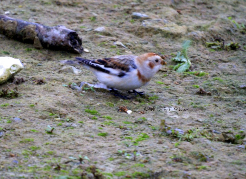 Snow Bunting