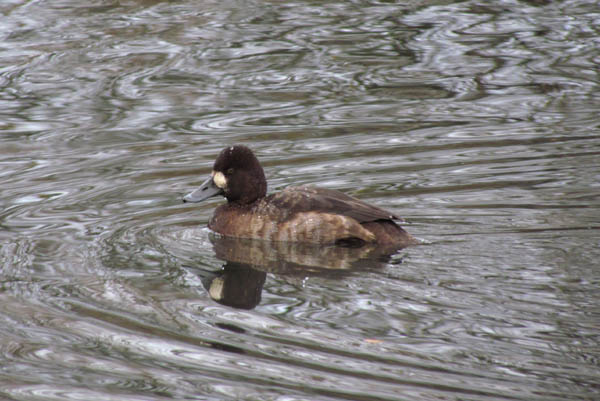 Lesser Scaup
