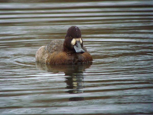 Lesser Scaup