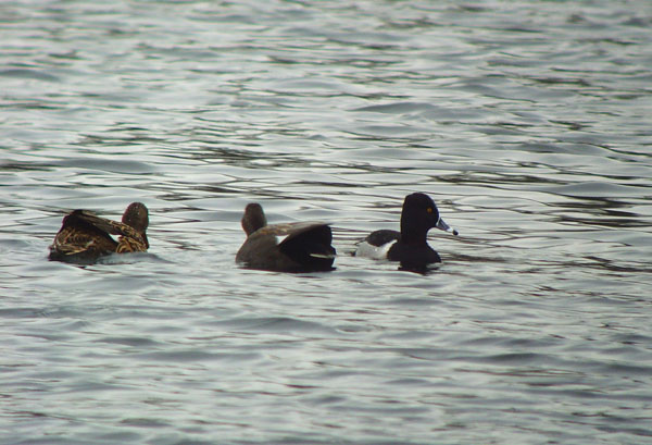 Ring-necked Duck