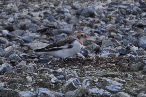 Snow Bunting