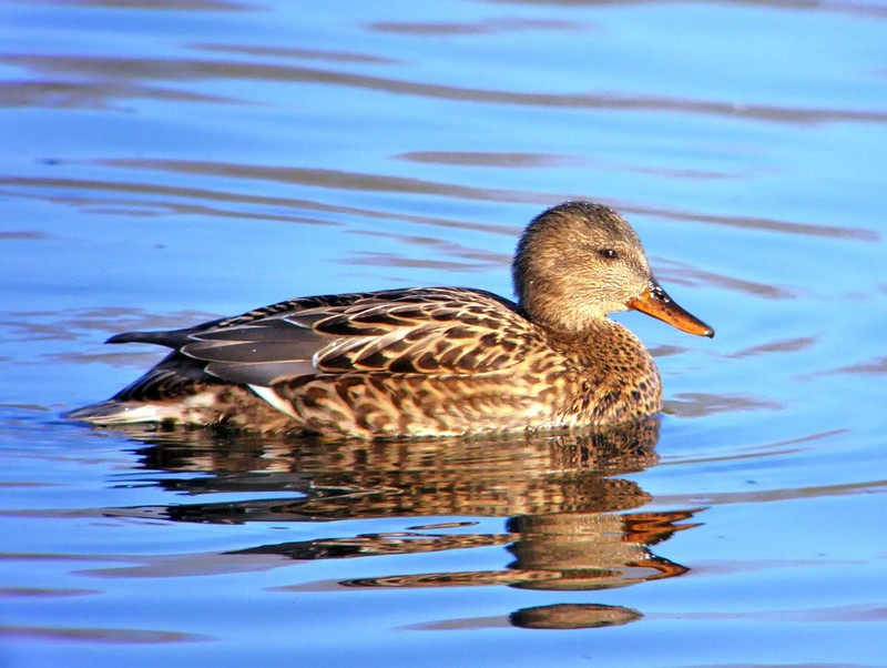 Gadwall