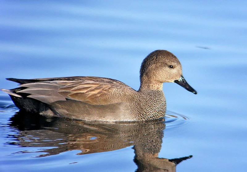Gadwall
