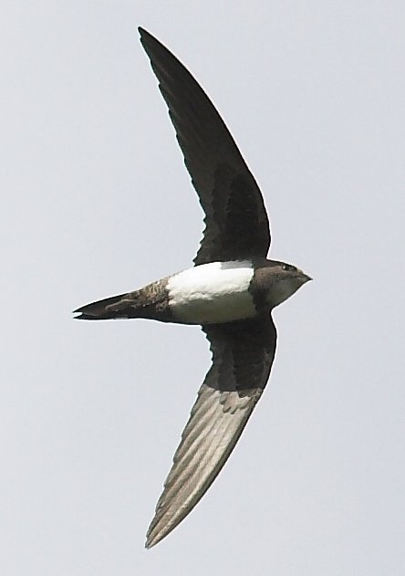 Alpine Swift