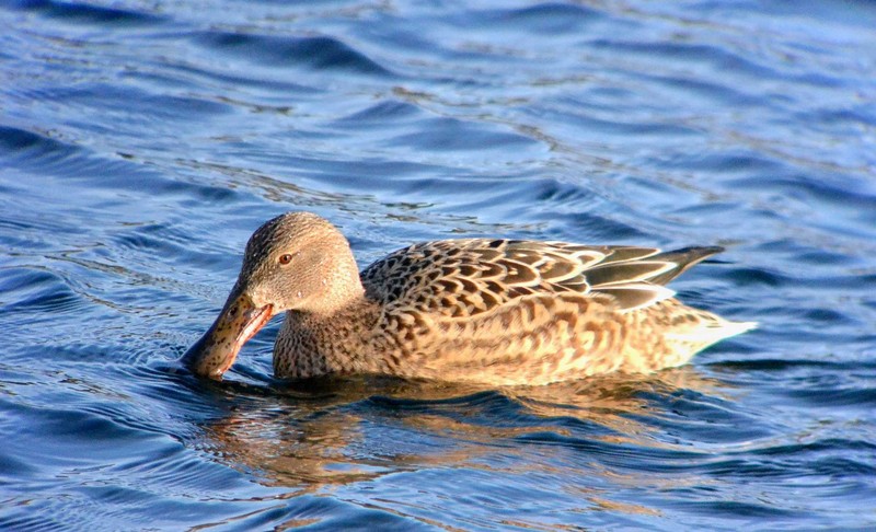 Shoveler