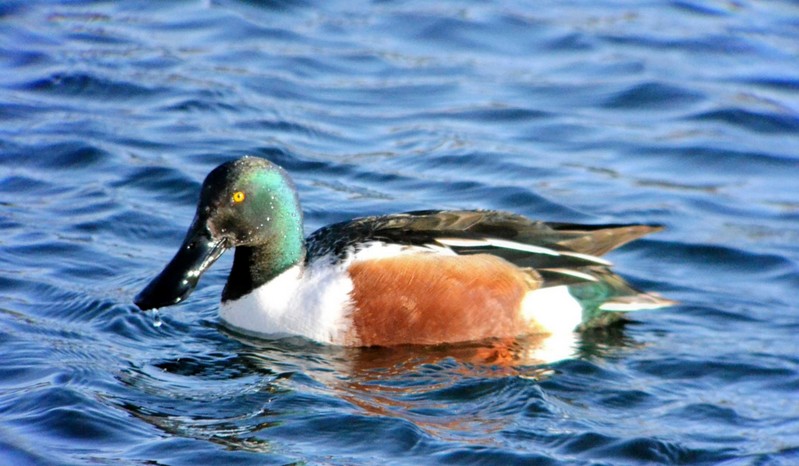 Shoveler