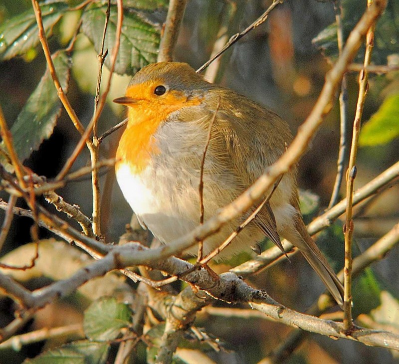 Robin