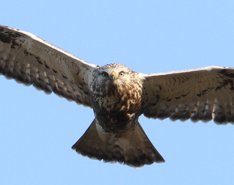 Rough-legged Buzzard