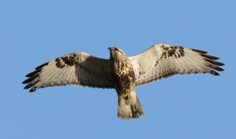 Rough-legged Buzzard