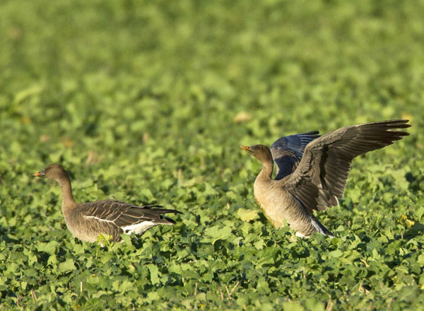 Tundra Bean Goose