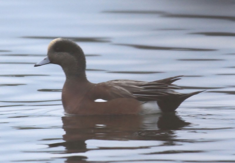 American Wigeon