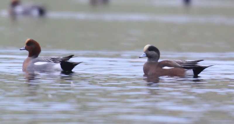 American Wigeon