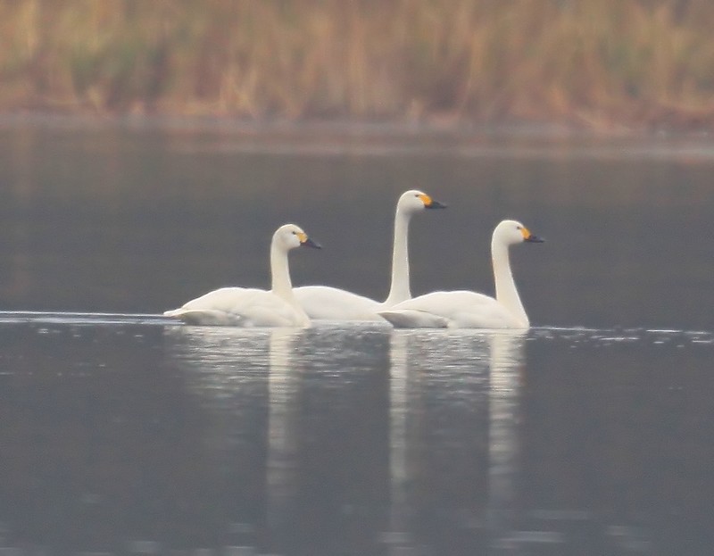 Bewick's Swan