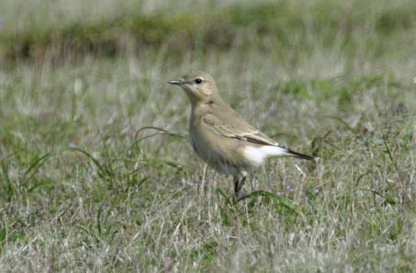 Isabelline Wheatear