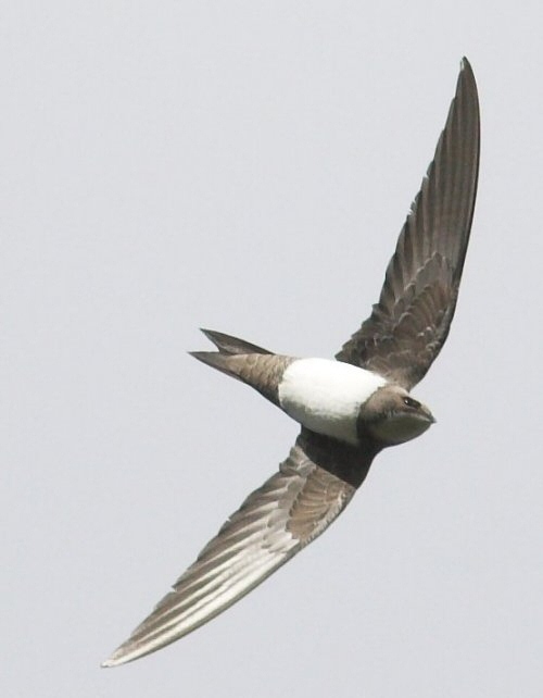 Alpine Swift