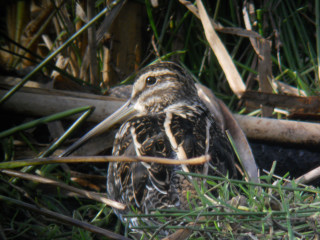 Snipe