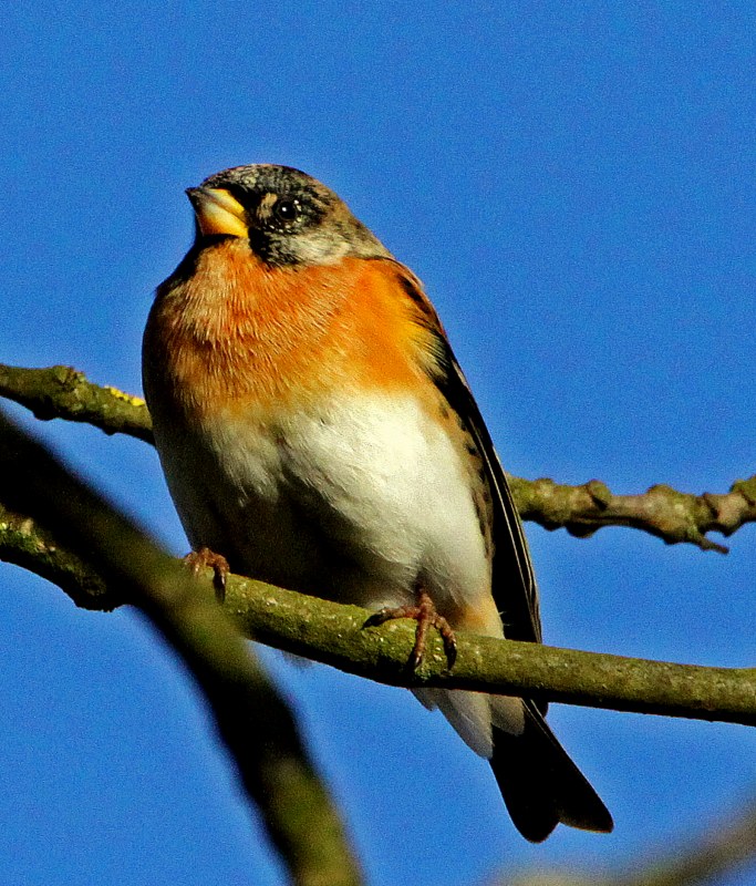Brambling