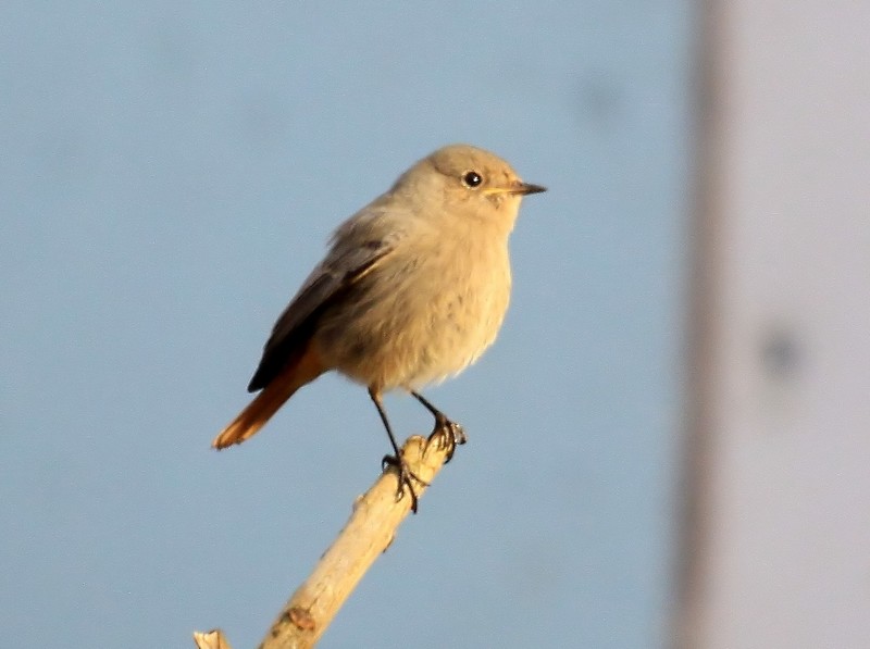 Black Redstart