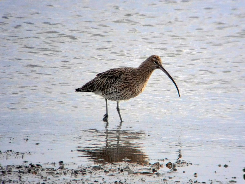 Curlew