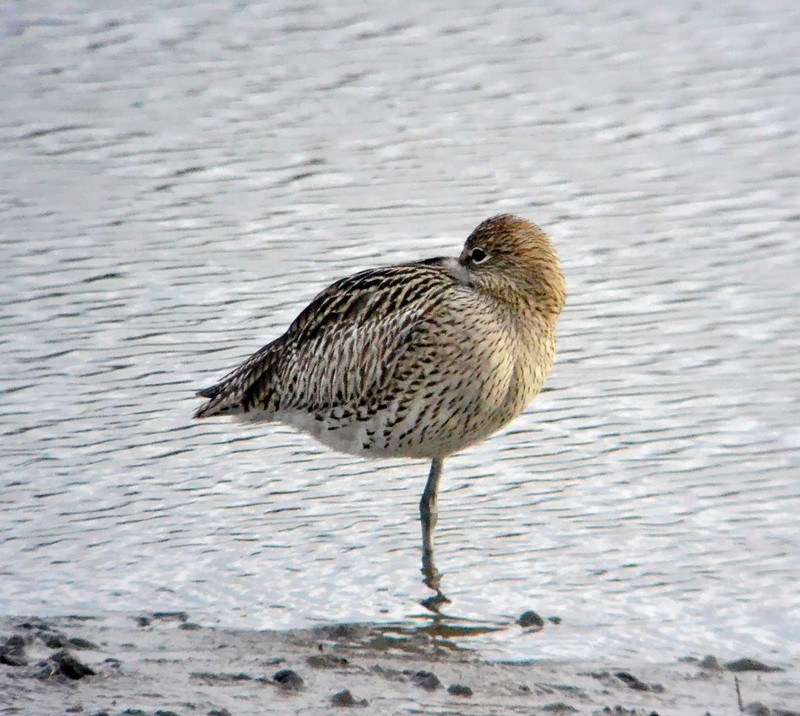 Curlew
