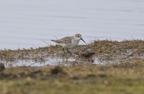 Western Sandpiper
