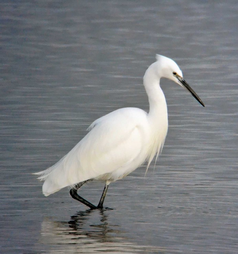 Little Egret