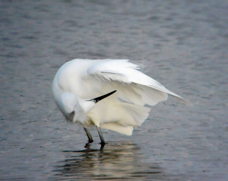Little Egret