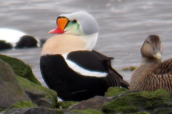 King Eider