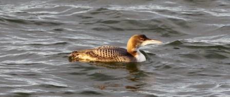Great Northern Diver