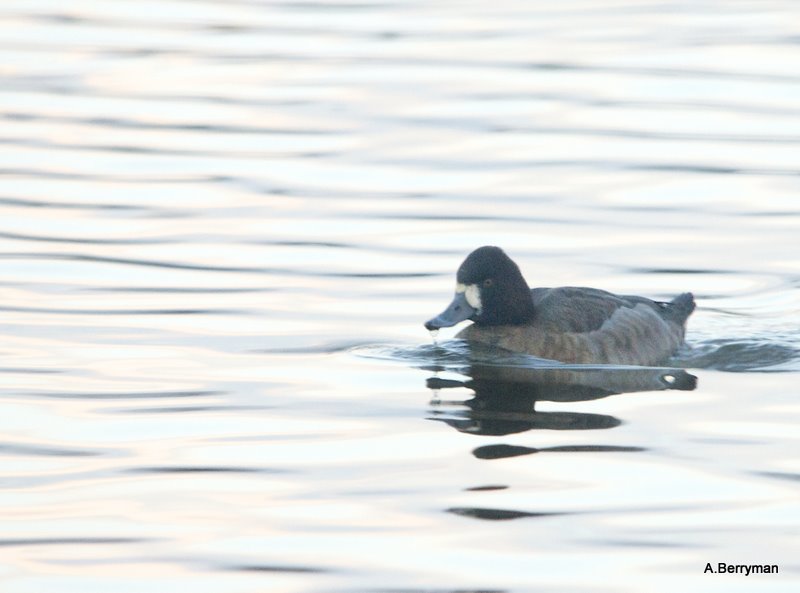 Lesser Scaup