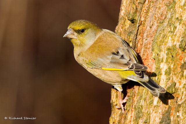 Greenfinch