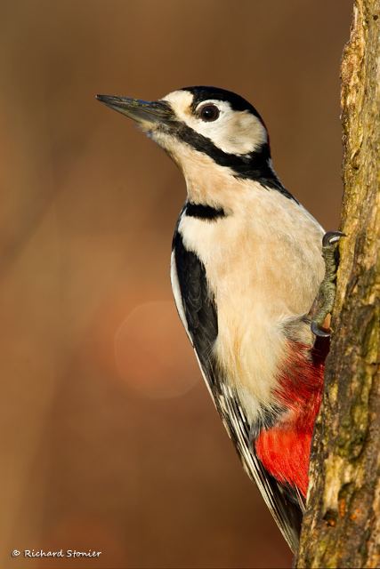 Great Spotted Woodpecker