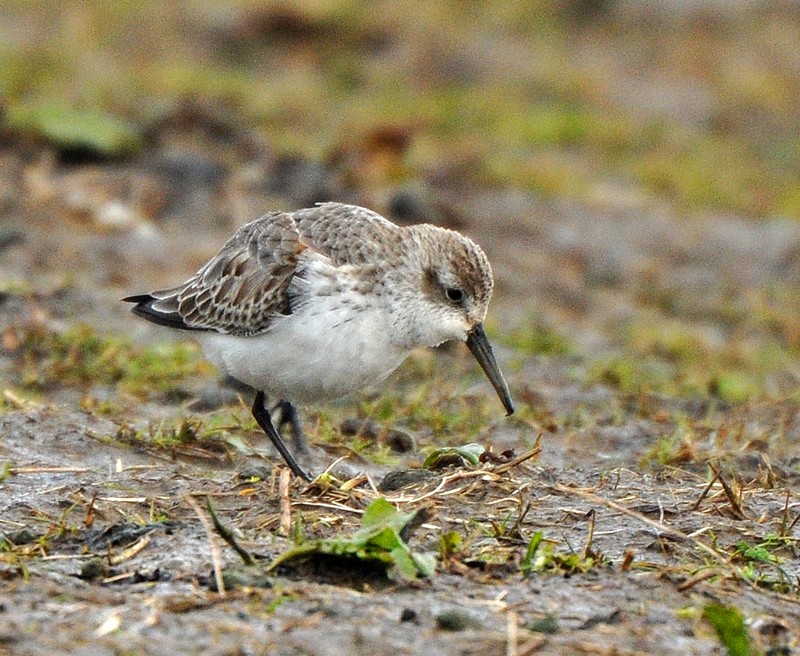 Western Sandpiper