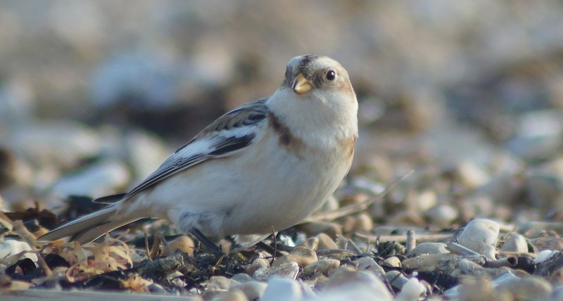 Snow Bunting