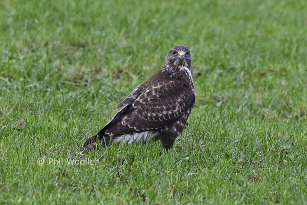 Common Buzzard