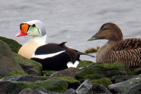 King Eider