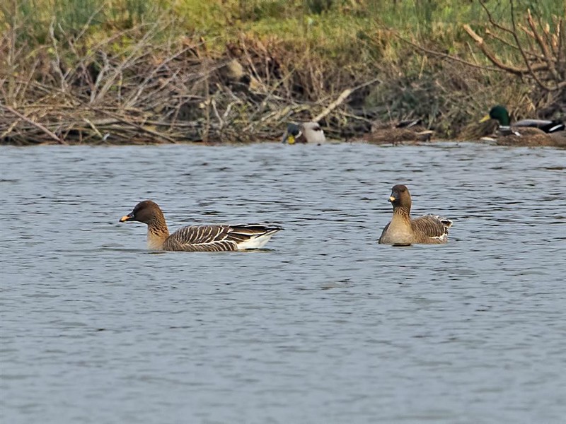 Tundra Bean Goose