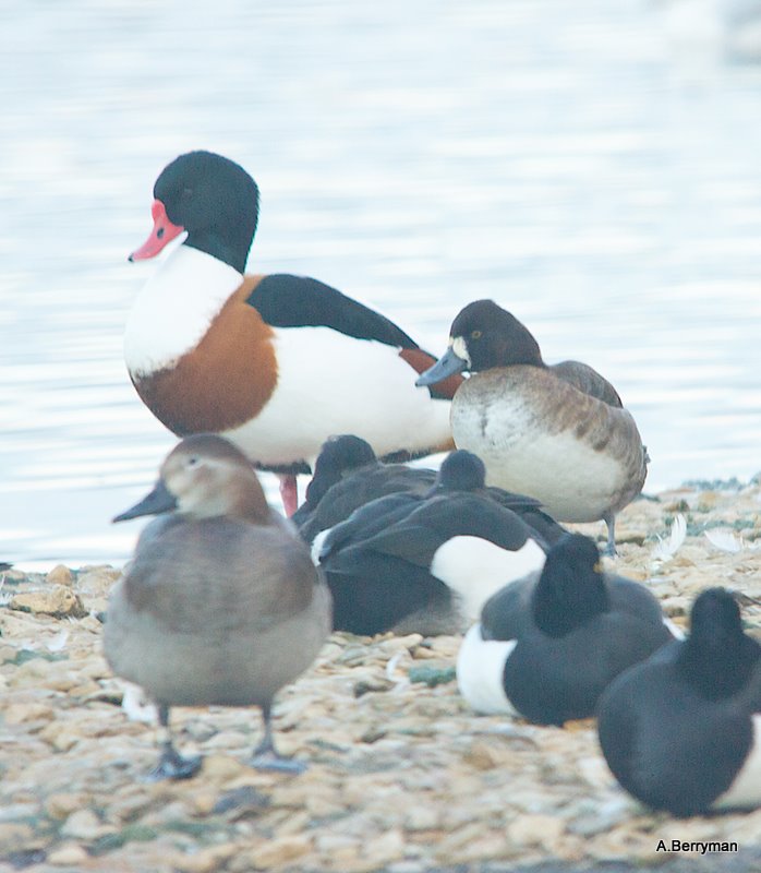 Lesser Scaup