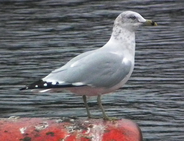 Ring-billed Gull