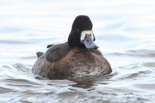 Lesser Scaup