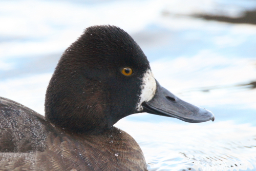 Lesser Scaup
