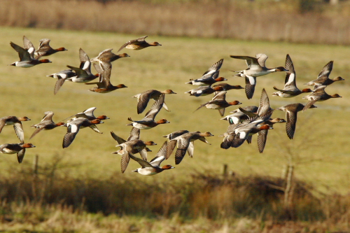 Wigeon