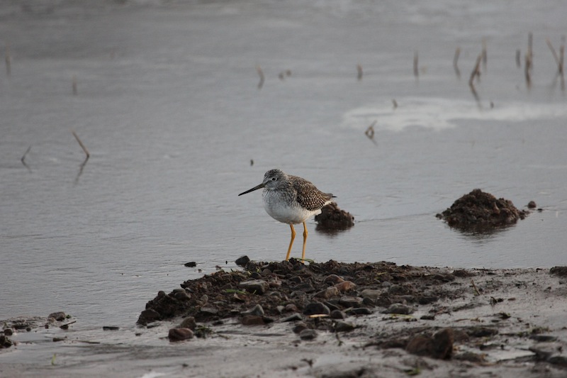 Greater Yellowlegs
