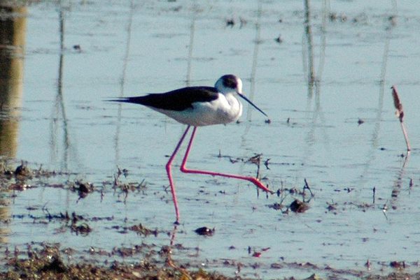 Black-winged Stilt